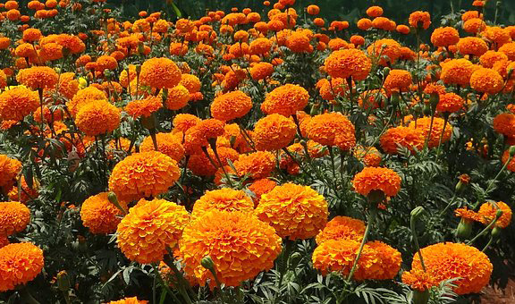 Marigold, Bunga Indah yang Kaya Manfaat