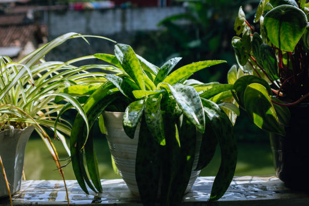 Yuk, Kenalan dengan Lidah Katak si Ijo yang Bikin Meja Makin Estetik
