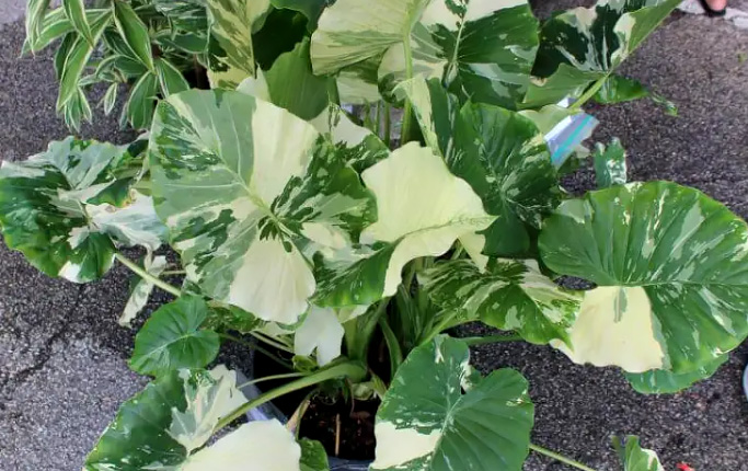 Alocasia Macrorrhiza Variegata, si Daun Cantik Penghias Teras Rumah