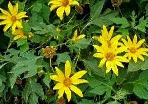 Sering Terlewat, Ternyata Tanaman Ini Memiliki Banyak Manfaat